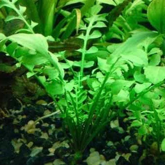 Rorippa aquatica in pot